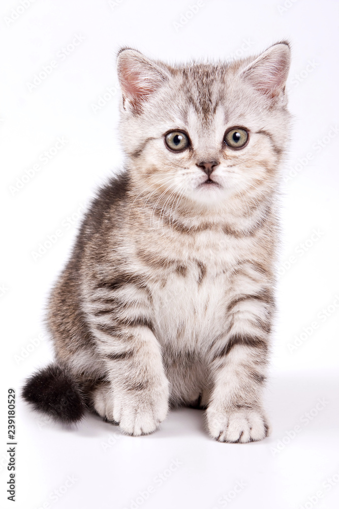British tabby kitten (isolated on white)