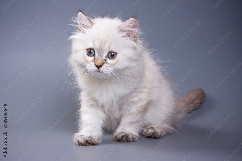 White fluffy kitten Scottish Fold on a gray background