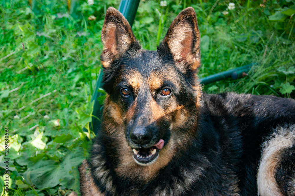 German shepherd lies on the ground and rests.