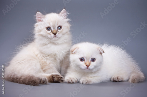 White fluffy kitten Scottish Fold on a gray background