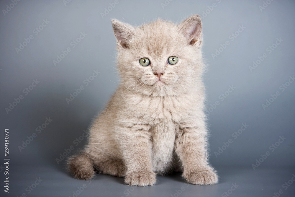 Gray fluffy british cat kitten on a gray background Gray fluffy british cat kitten on a gray background