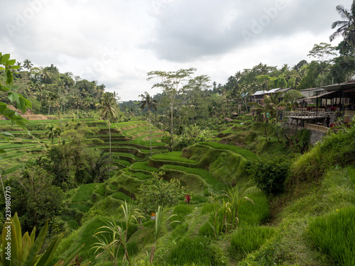 Beautiful rice terraces in the light near Tegallalang village  Ubud  Bali  Indonesia. November  2018