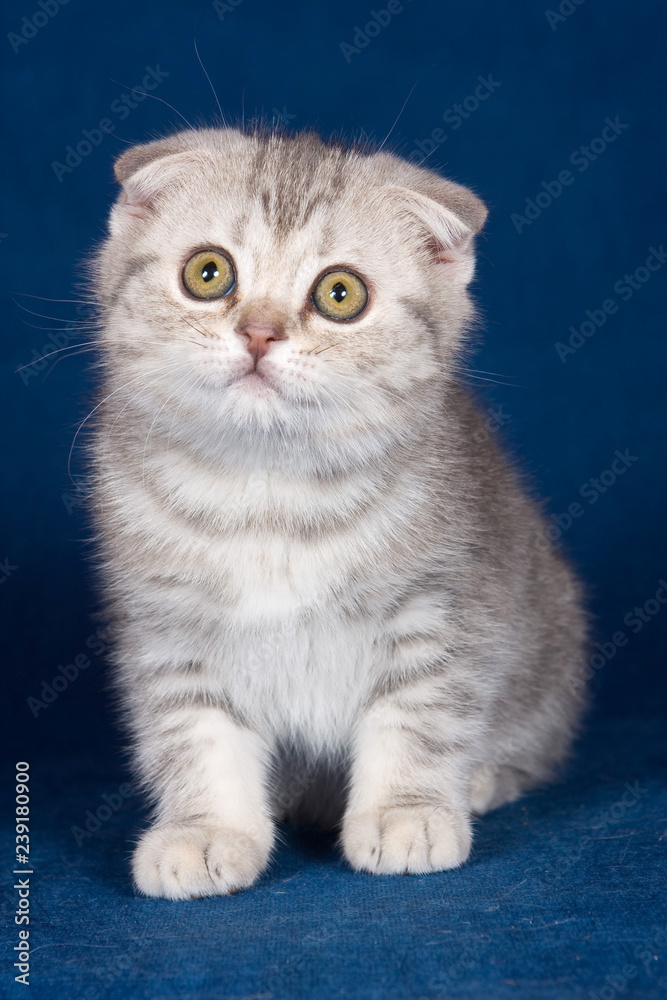 White striped kitten Scottish fold on a blue background