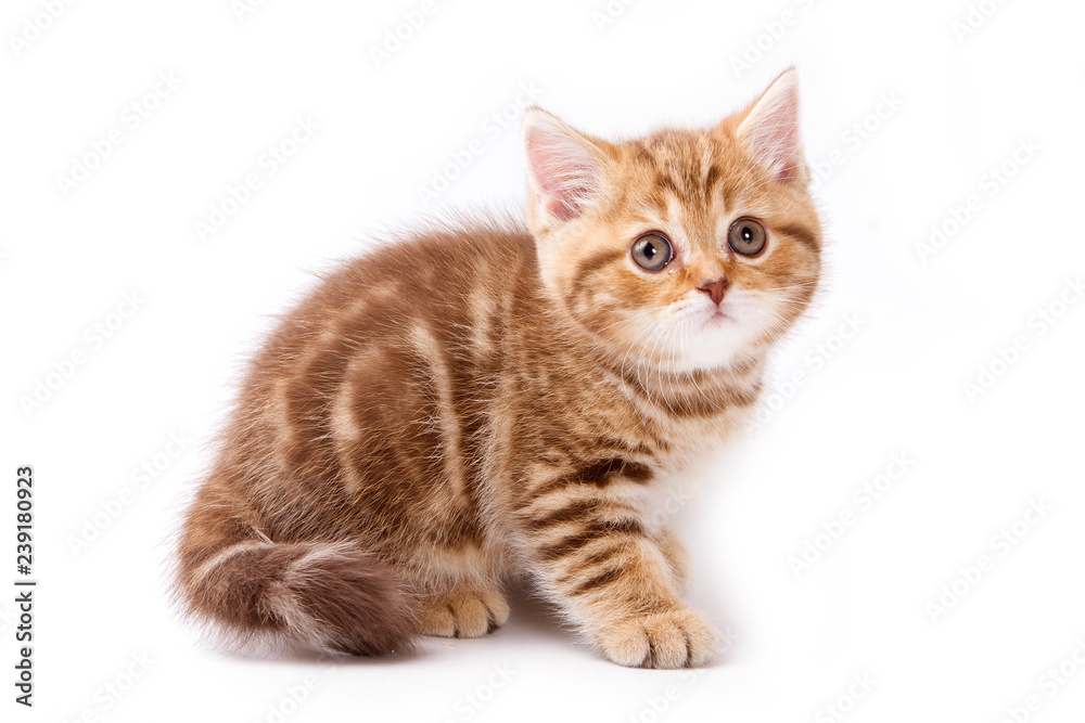 British kitty red kitten (isolated on white)