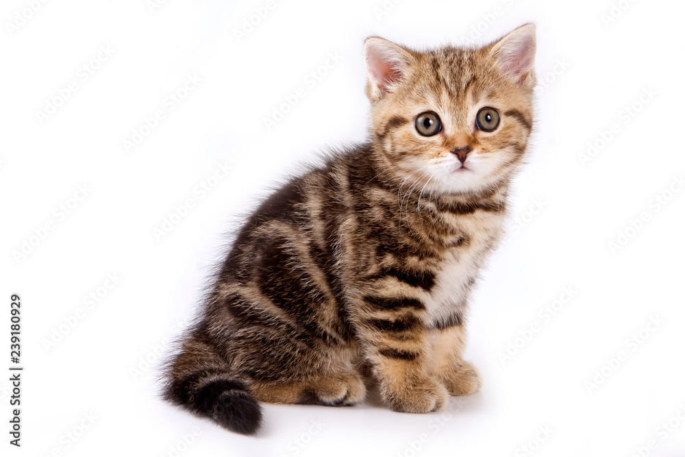 British kitty red kitten (isolated on white) British kitty red kitten (isolated on white)