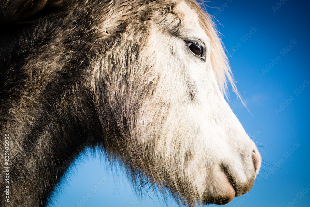 Close up portrait of white horse