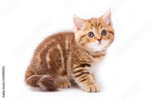 British kitty red kitten (isolated on white)
