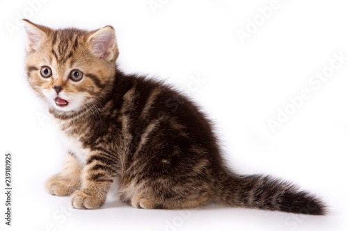British cat kitty kitten licks its lips (isolated on white)