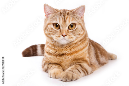 Ginger tabby cat with a serious look (isolated on white)