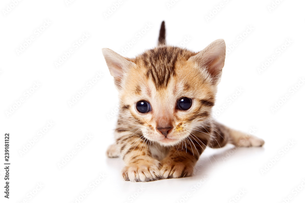 Naklejka premium Bengal Cat Red Kitten (isolated on white)