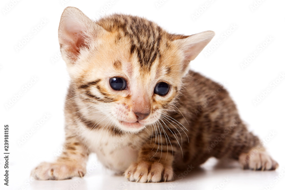Fototapeta premium Bengal Cat Red Kitten (isolated on white)