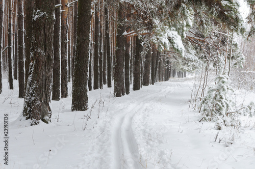 Ski track at the forest edge