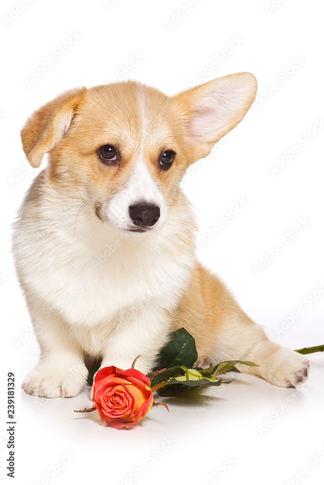 Funny redhead welsh corgi pembroke puppy and rose flower (isolated on white)