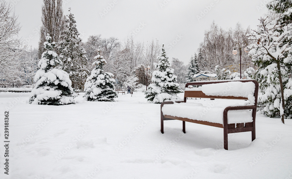 trees and benches covered with white snow