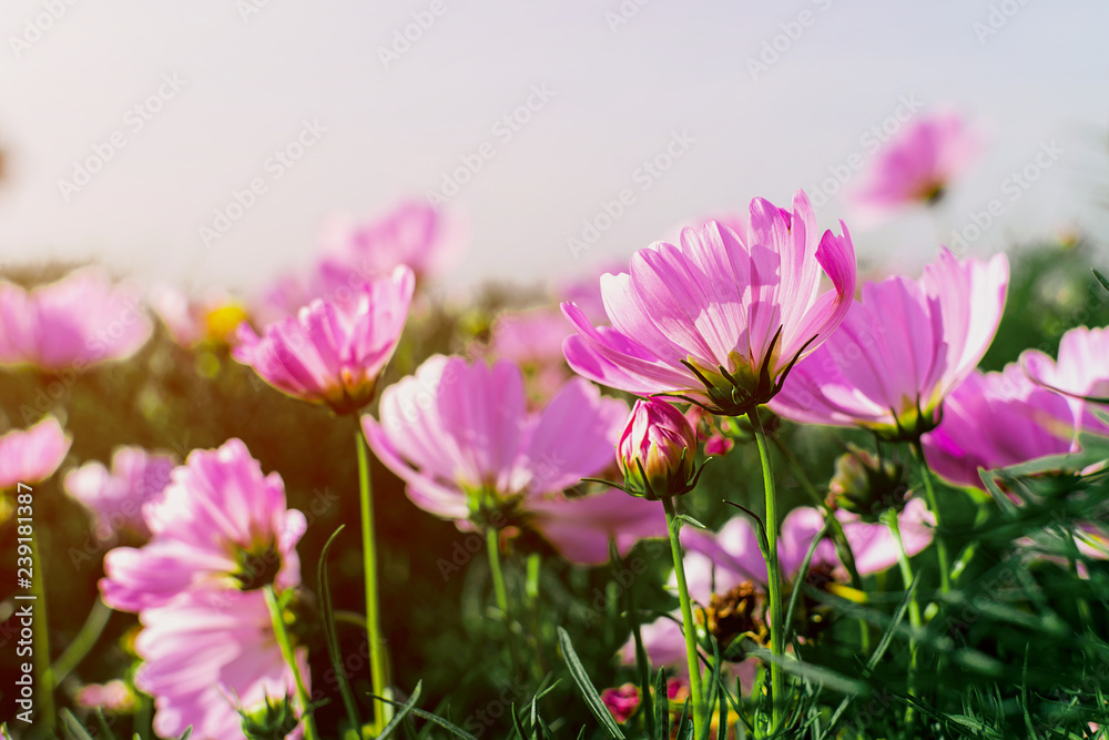Field of cosmos flowers blooming in garden at sunrise. Beautiful spring nature background. Field of cosmos flowers blooming in garden at sunrise. Beautiful spring nature background.