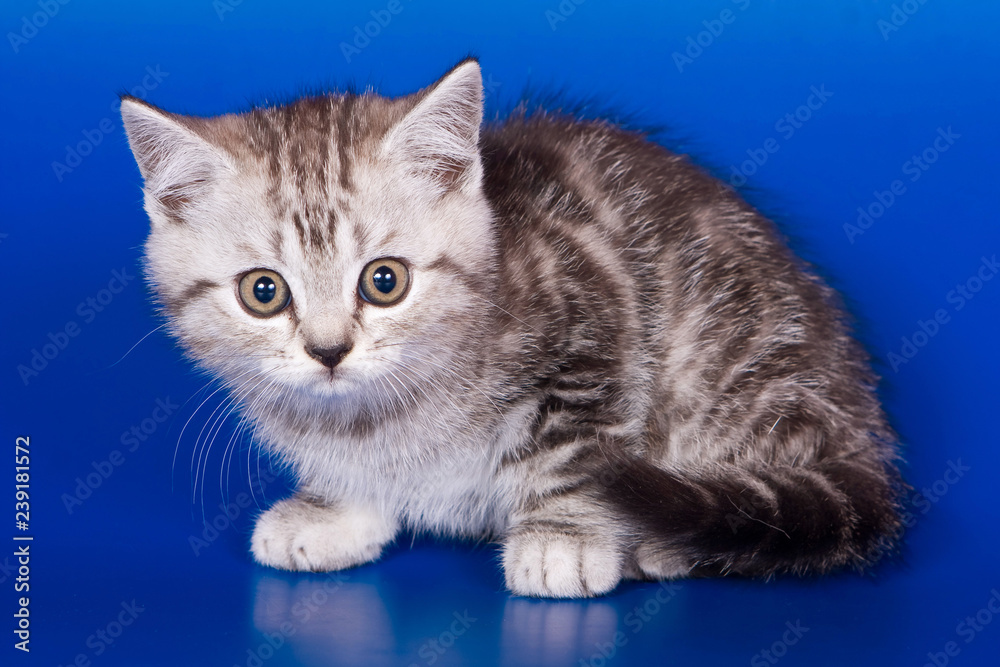 Gray striped kitty british cat on a blue background