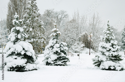 Wallpaper Mural  trees in the snow, beautiful winter landscape Torontodigital.ca