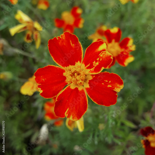 Bright Red Flower