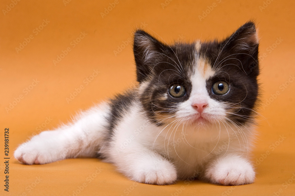 Spotted kitten british cat on an orange background