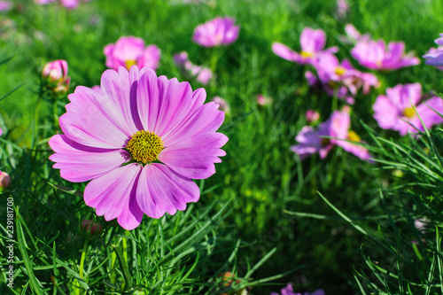 Field of cosmos flowers blooming in garden. Beautiful spring nature background.