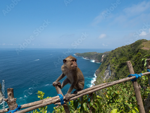 Monkey in Manta bay or Kelingking beach. It is the most beautiful place on Nusa Penida island, Indonesia. October, 2018
