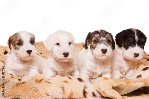 Several terrier puppies in a blanket (isolated on white)