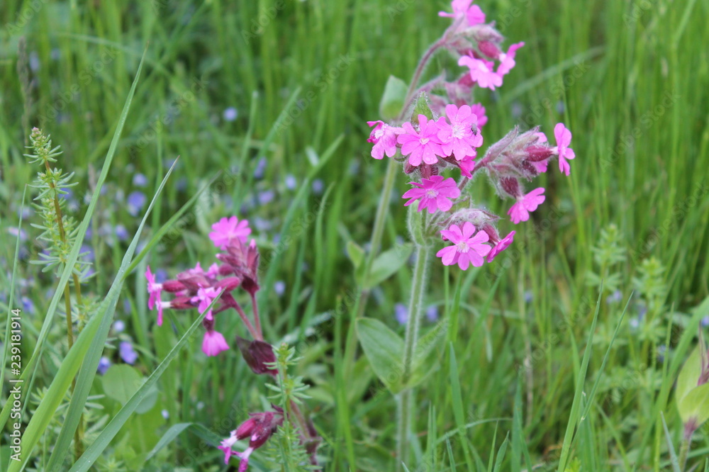 Blumen Blumen