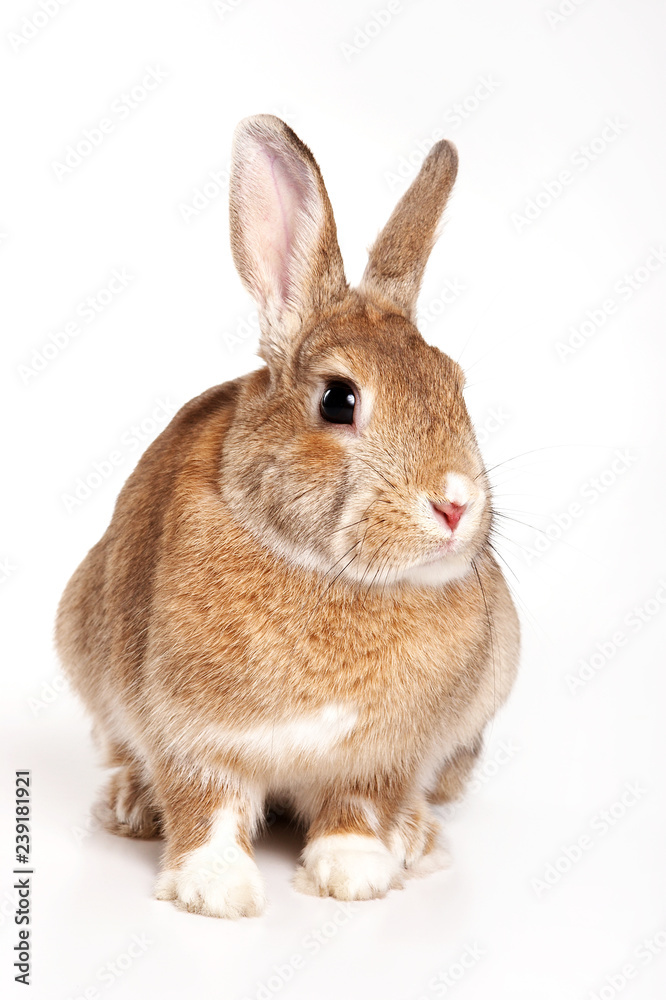 Fototapeta premium Red Rabbit (isolated on white)