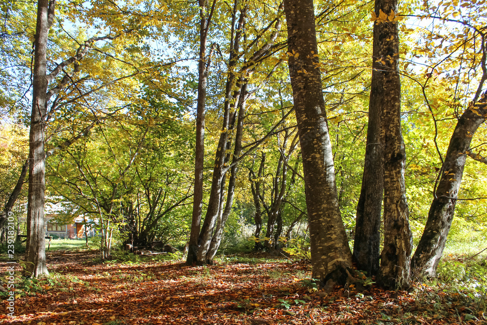Autumn forest in Lago-Naki