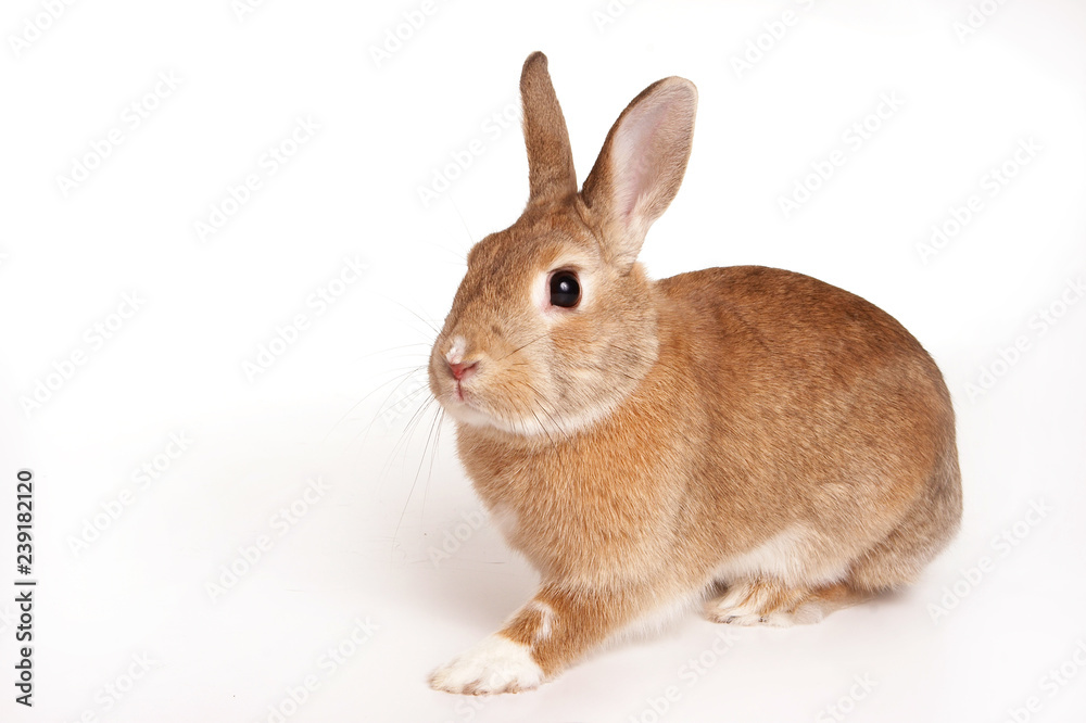 red rabbit (isolated on white)