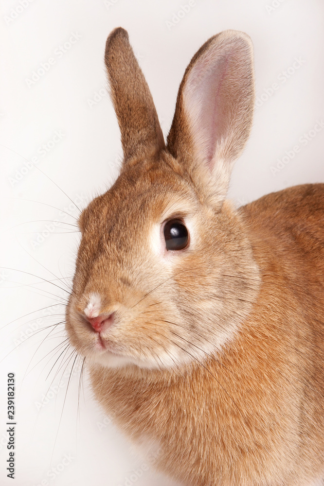 red rabbit (isolated on white) red rabbit (isolated on white)