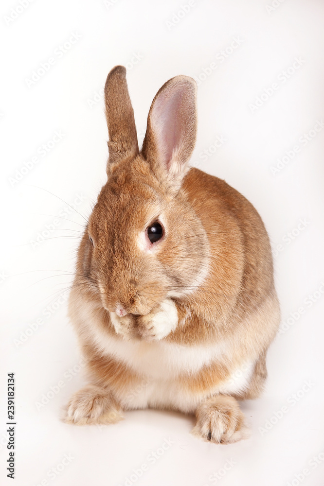 red rabbit washes his face (isolated on white)