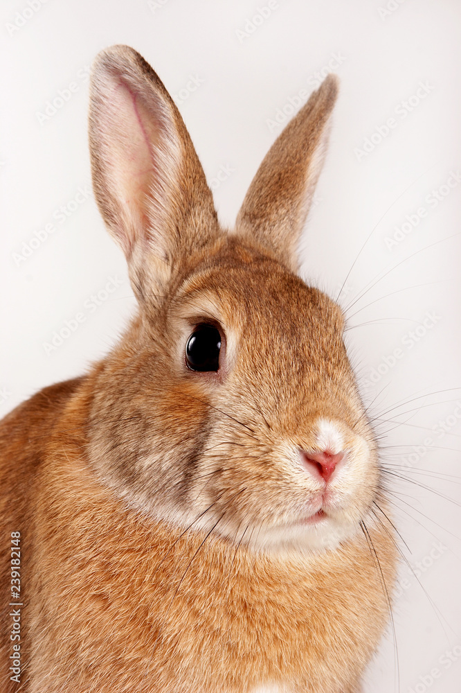 Obraz premium red rabbit (isolated on white)
