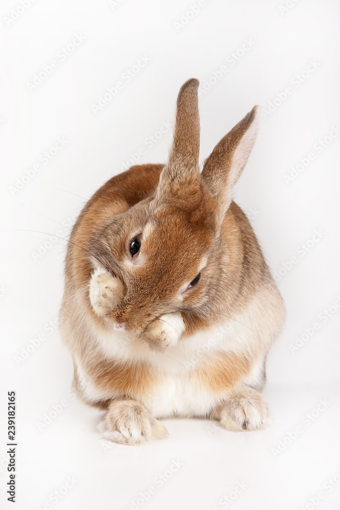 red rabbit washes his face (isolated on white) red rabbit washes his face (isolated on white)