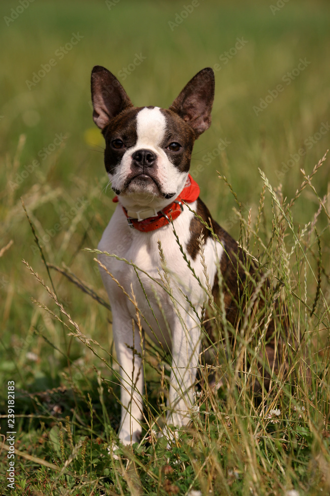 French Bulldog in the grass in the sun
