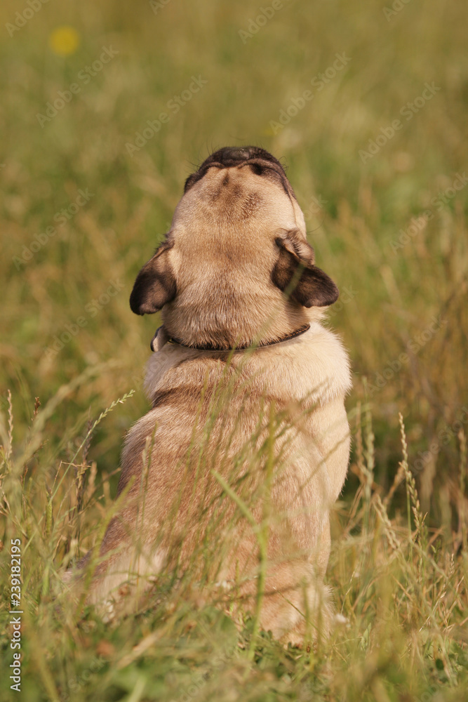 Obraz premium Dog pug sits back in the grass