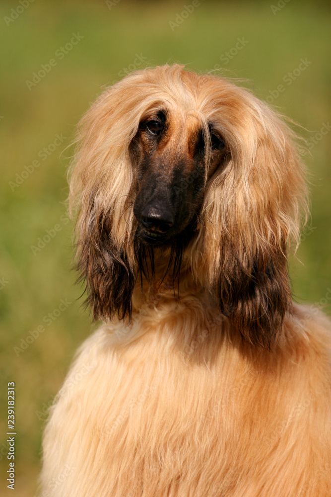 Portrait of a dog Afghan hound on the grass in the sun Portrait of a dog Afghan hound on the grass in the sun