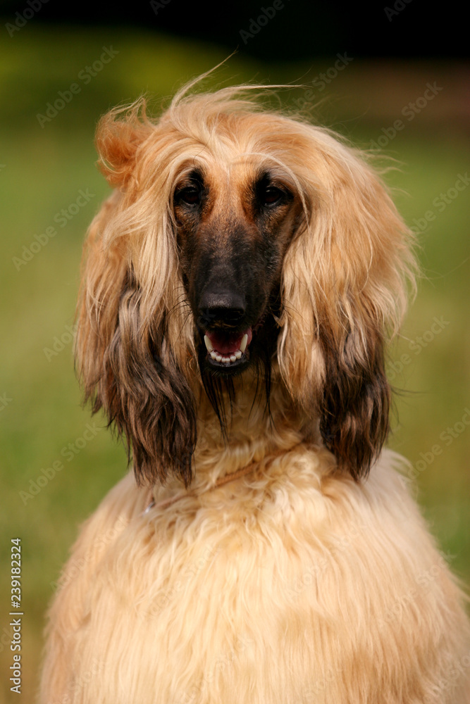 Portrait of a dog Afghan hound on the grass in the sun Portrait of a dog Afghan hound on the grass in the sun