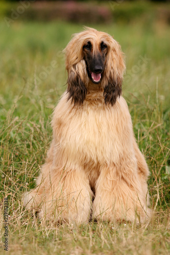 Portrait of a dog Afghan hound on the grass in the sun