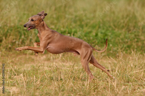 Italian greyhound dog runs on the grass to the sun © Dixi_