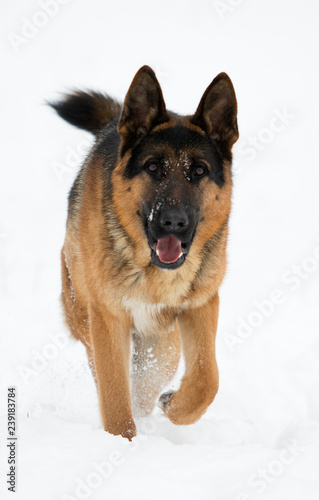 german shepherd dog in winter © Happy monkey