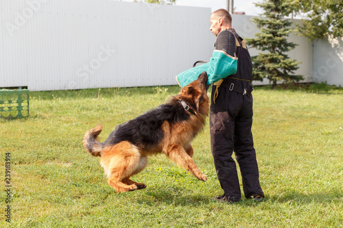 The instructor conducts the lesson with the German Shepherd dog © BY-_-BY