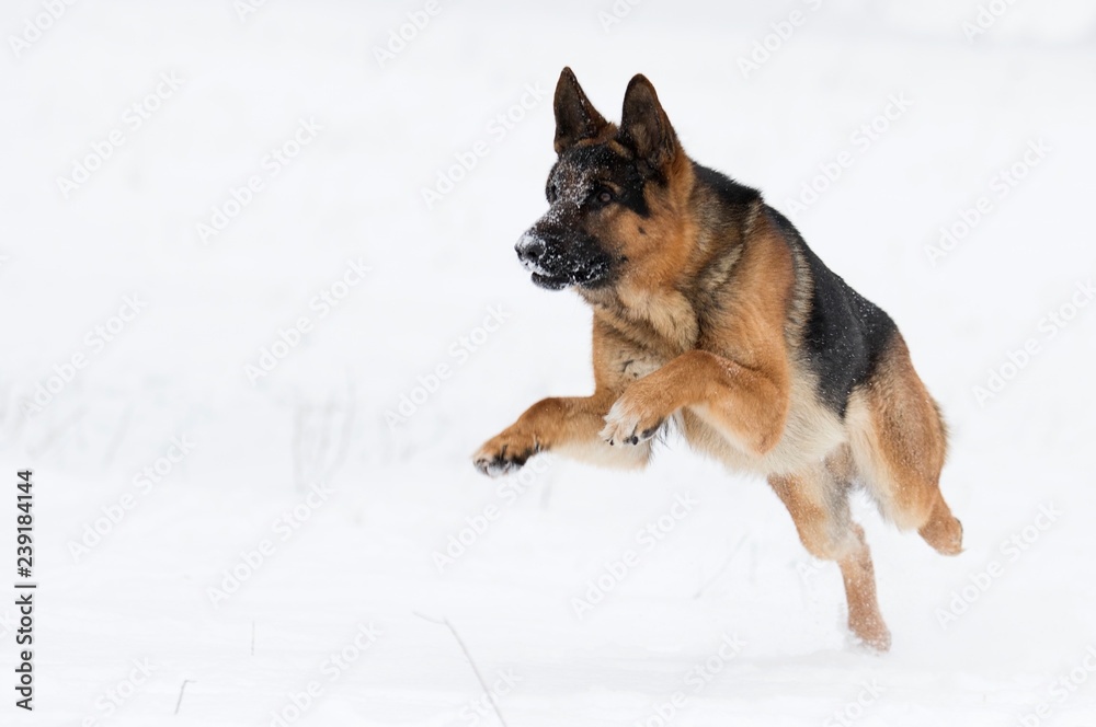 german shepherd dog in winter