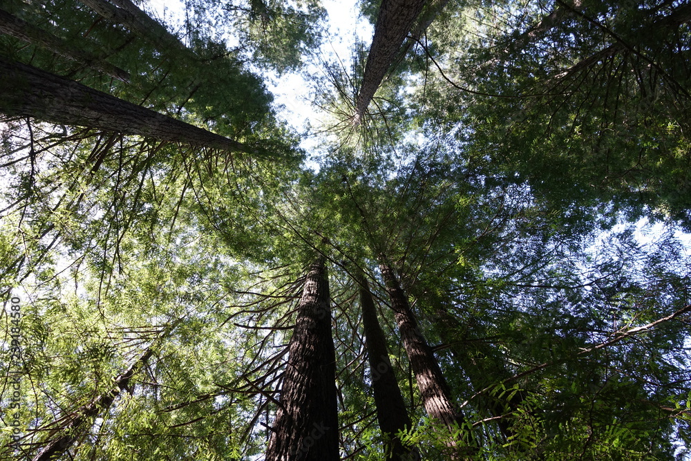 Fototapeta premium trees in the forest