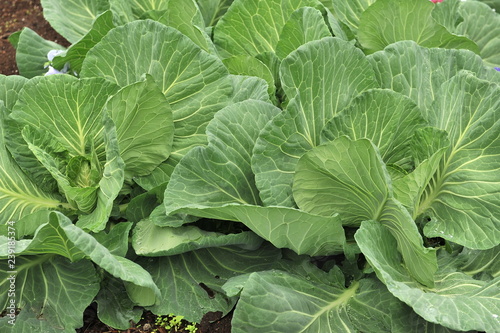 Green sheets of cabbage in the garden. © Oleksandr Umanskyi