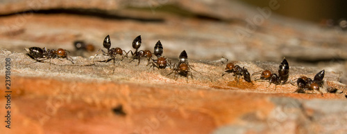 Crematogaster scutelaris fourmis arboricole defense du nid