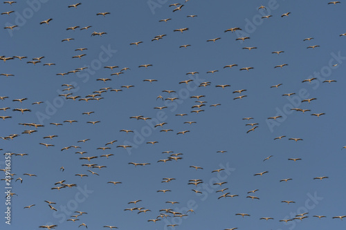 Many birds in flight. White Stork / Ciconia ciconia. Oman