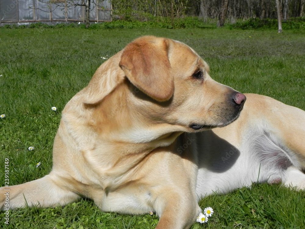 Photogenic labrador retriever. Liepaja, Latvia. Photogenic labrador retriever. Liepaja, Latvia.