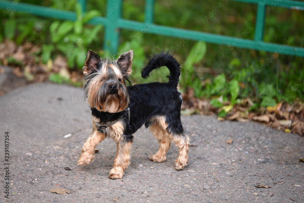 Yorkshire terrier Yorkshire terrier