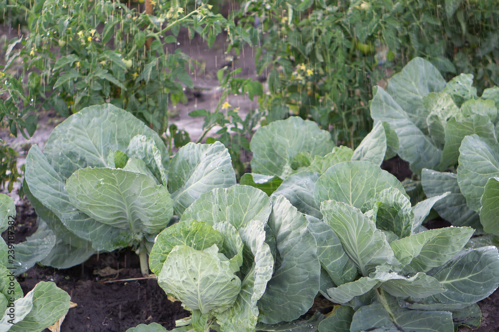 young cabbage in a field close up young cabbage in a field close up